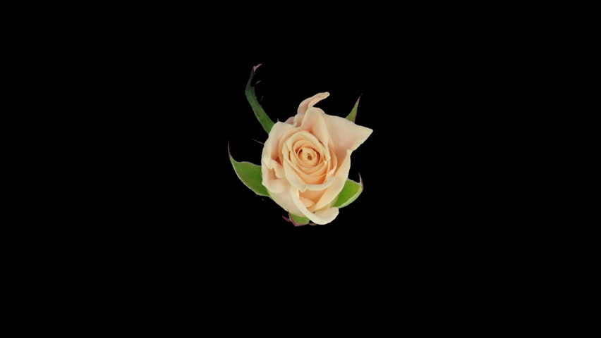 Endless time-lapse of opening and closing "Medeo" rose 2c 