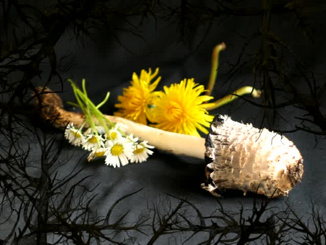 mushroom and flowers - one week