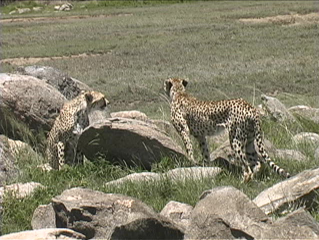 Two young cheetahs in the Serengeti waiting for Mom the bring home lunch