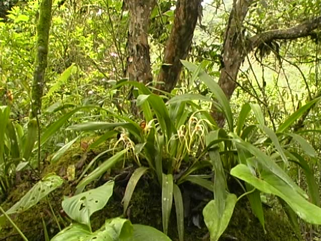 Zoom to Maxillaria orchid in Andean cloudforest in Ecuador