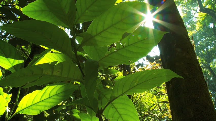 Sunlight filtering through lush green rainforest in close-up  with audio