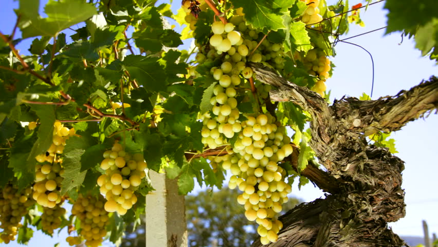 White wine grape
