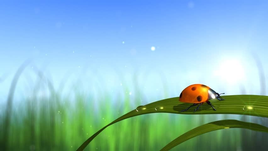 ladybird with sky and grass background