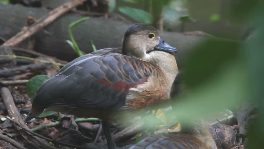 Lesser Whistling Duck