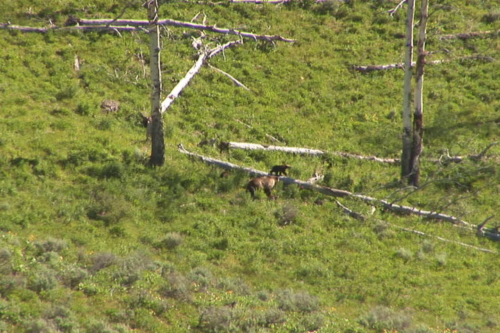 NTSC: Grizzly & cubs on log tree. Shot in Yellowstone National Park. 