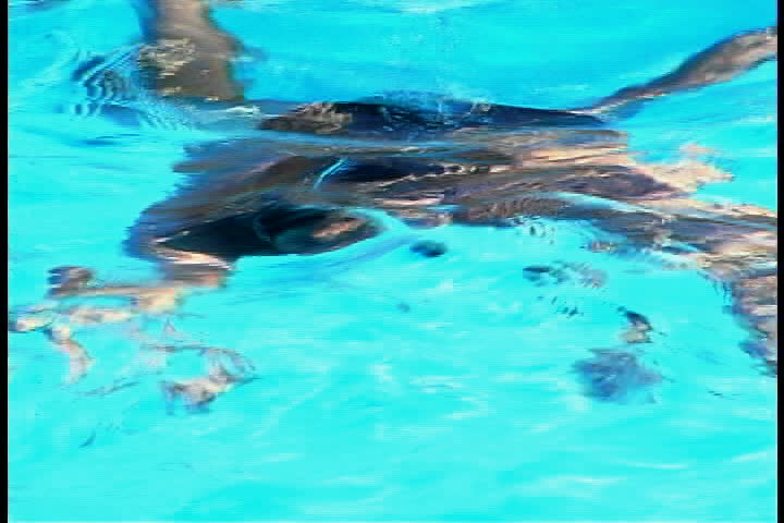 Swimmer