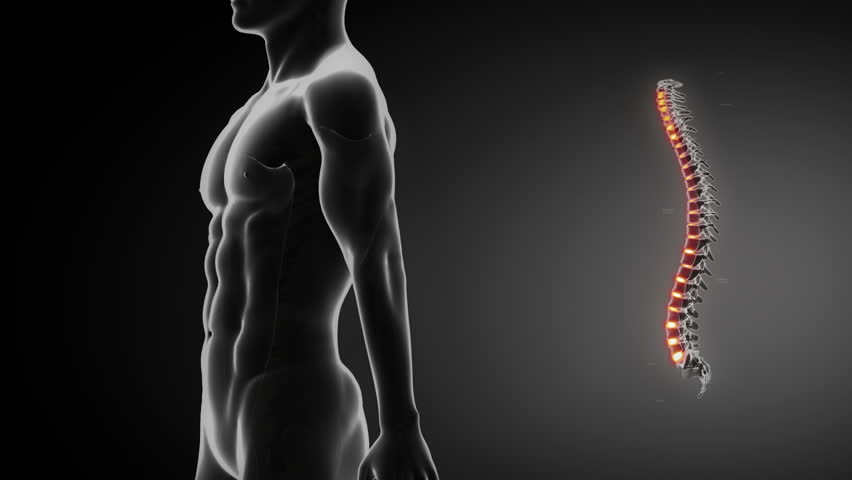 Spine anatomy medical scan