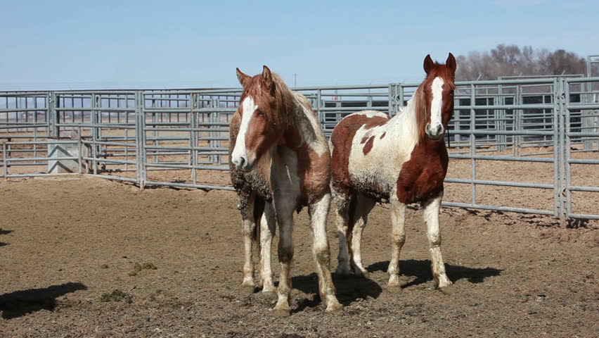 Wild mustang horses in corral after roundup in Utah and Arizona deserts. Trapped by Federal and State Government to control numbers and protect animal life desert areas. Bureau of Land Management.