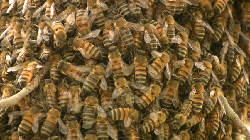 Bees