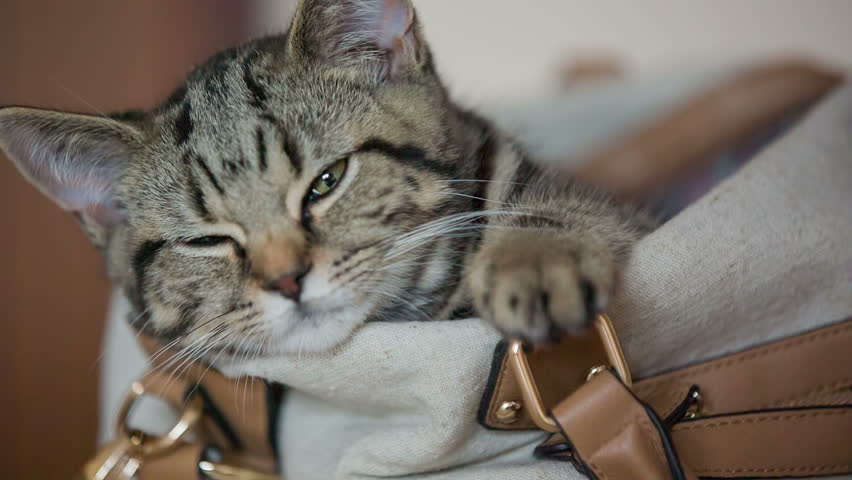 Image result for cat inside  handbag
