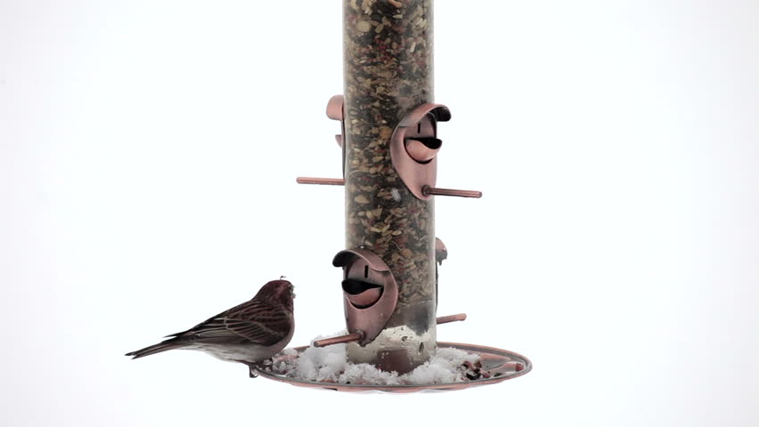 Sparrow in snow storm birds House Finch feeding on bird feeder with white snow background. Birds flying and standing on perch and eating as the feeder slowly swings.