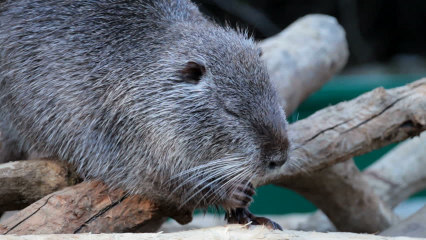 nutria eats tree trunks