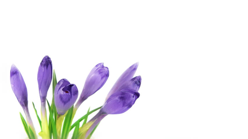 Timelapse blooming crocuses isolated on white. HD 1080p, 30fps, brightness stabilized - no flickering.