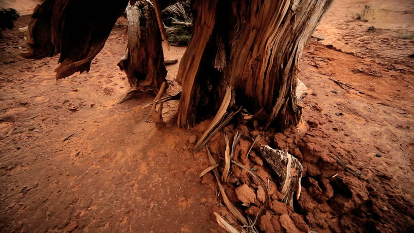Overhead view of the crumbling bark of a dried dead tree in a barren desert environment