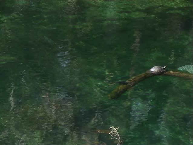 Manatee and Turtle. Blue Springs State Park, Florida.