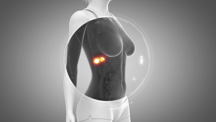Header of Adrenal