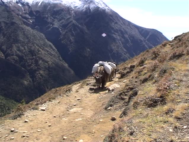 Load bearing yaks being led by their owner aloing the mountain trail towards Everest base camp, Nepal.