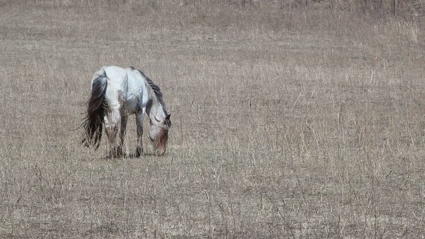 wild white horse in pasture