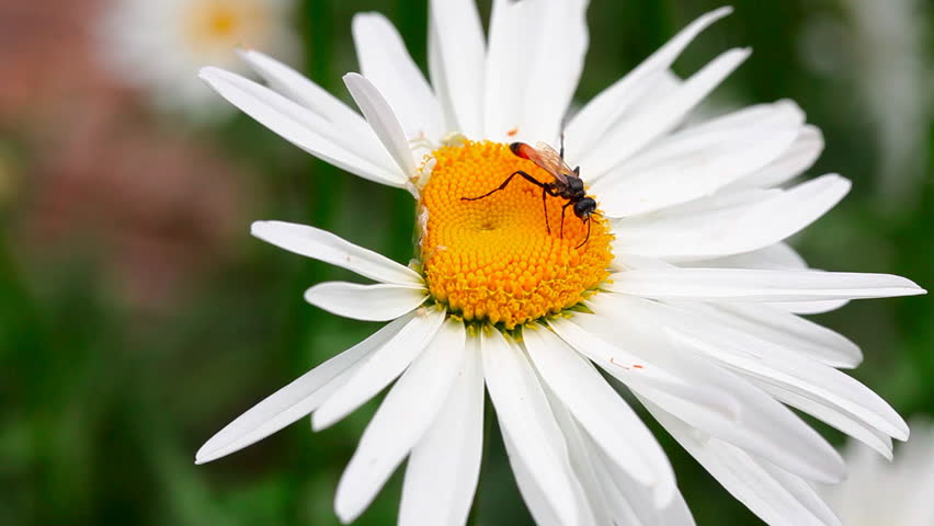 Header of Ammophila