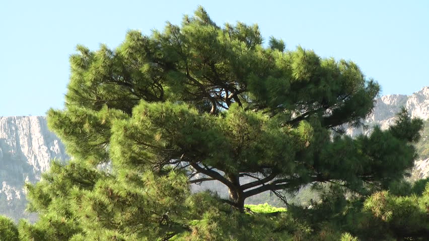 Crimean fir in Nikitsky Botanical Garden.