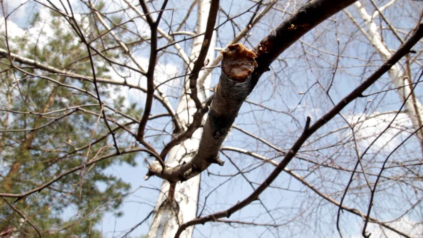 drops of birch sap are dripping from the branches