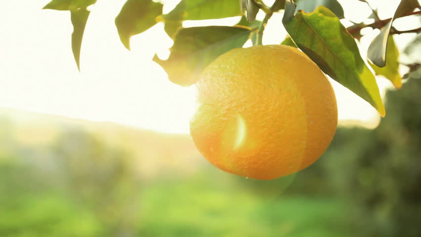 close up of branch of orange,sunlight  coming through