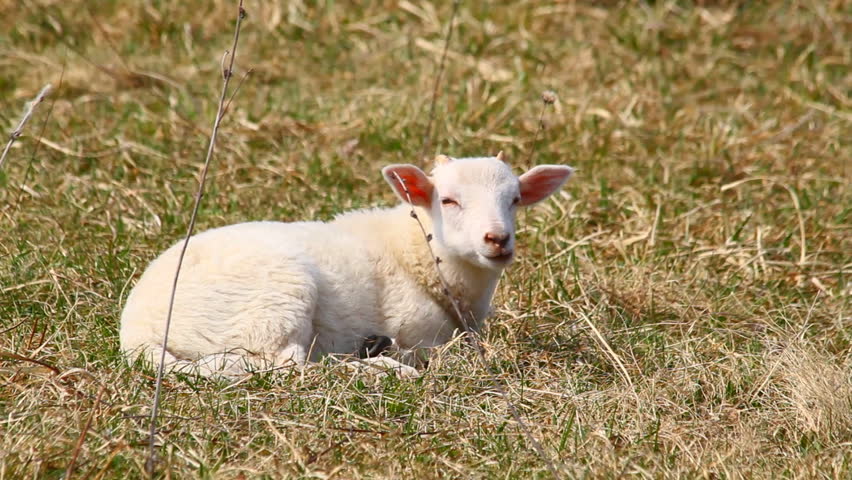 little lamb