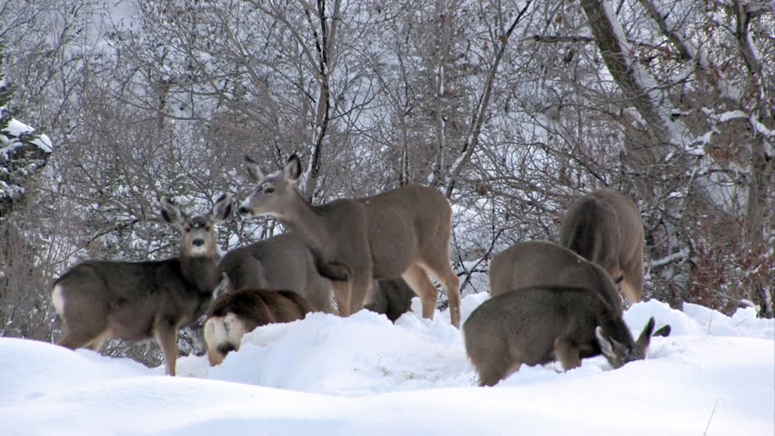 Video of a herd of Mule Deer in central Utah during the winter. Belly high snow. 