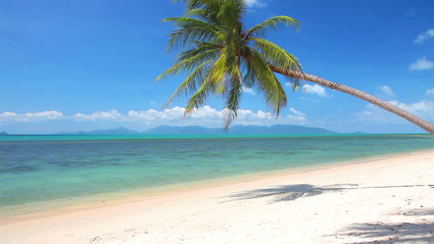 tropical beach and palm tree