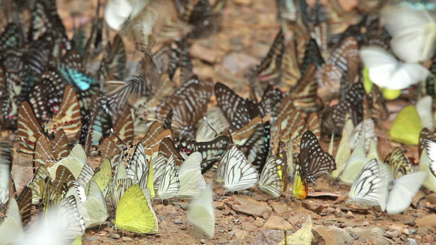 many colorful butterflies gathering on soil in kaeng krachan national park, Thailand