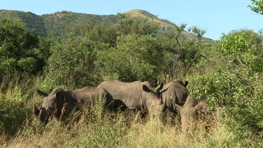 White rhino gets aggressive with another rhino