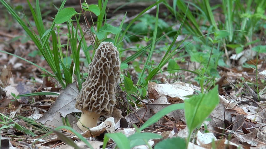 Yellow morel mushroom in the woods