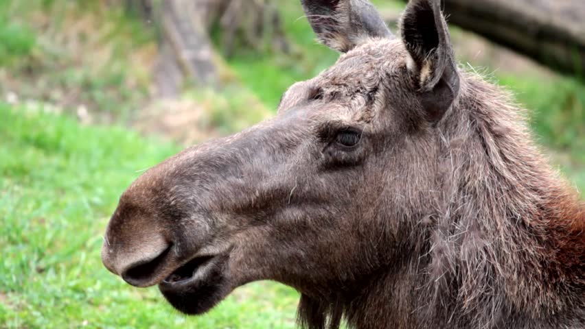 alces  in summer