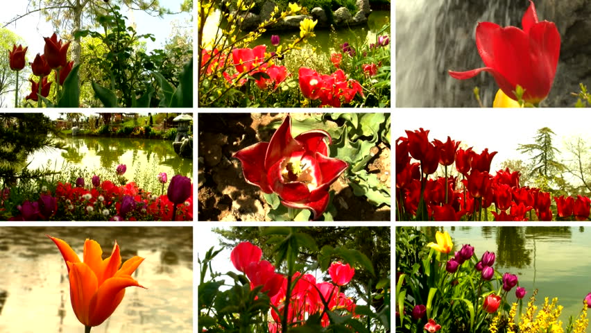 multi-screen nature montage