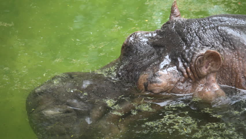 hippopotamus