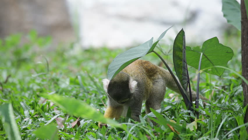 Squirrel monkey in a branch in Costa Rica