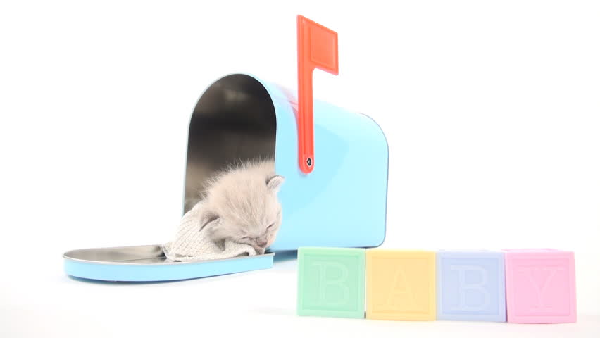 Cute baby kitten taking a nap inside of blue mailbox on white background