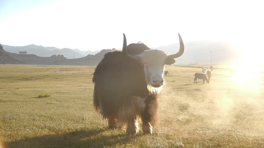 Yak. Cattle grazing in the steppe