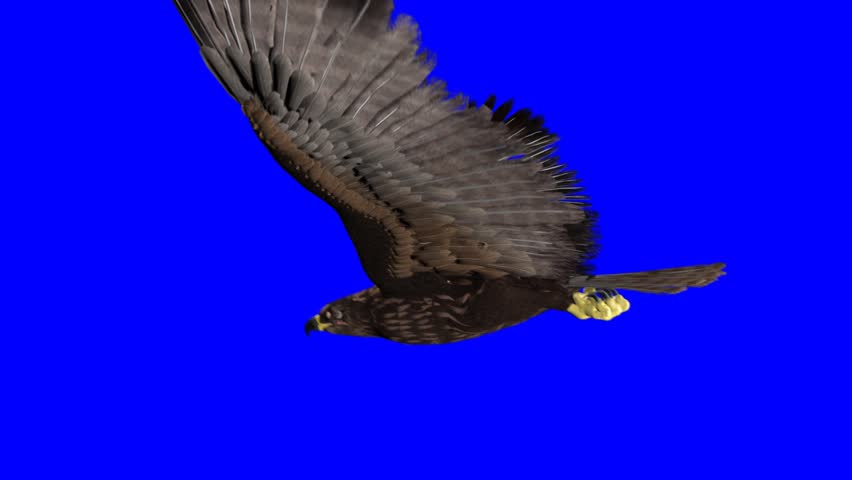 isolated eagle on blue-screen