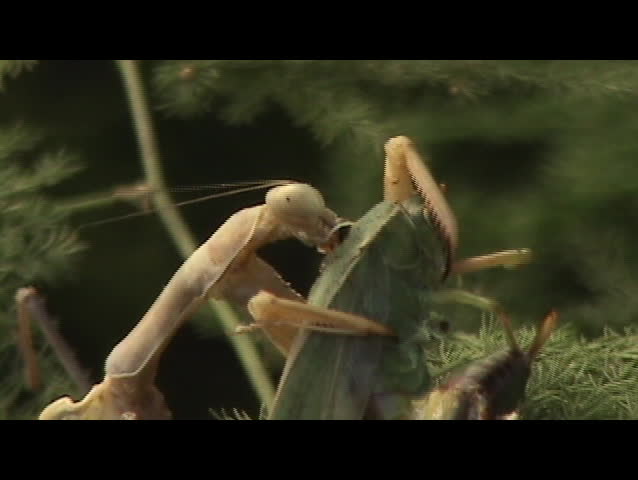 praying mantis eating grasshopper