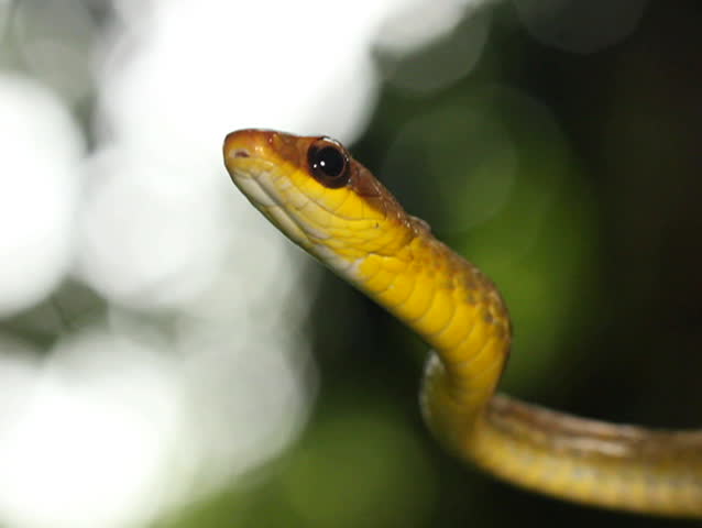 Olive whipsnake (Chironius fuscus). In rainforest, Ecuador