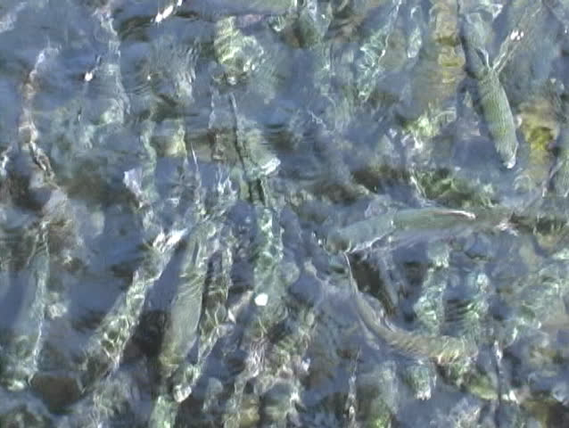 Trout swimming against the current in a hatchery