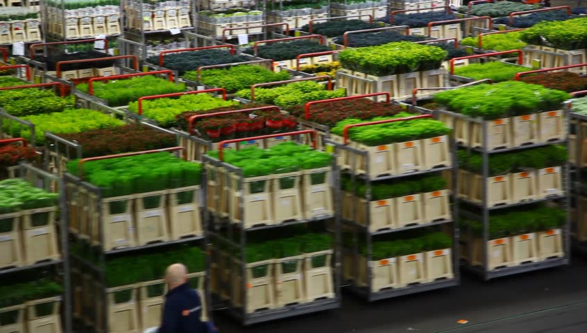 AALSMEER, THE NETHERLANDS - APRIL 27: Flowers being prepped for auction, FloraHolland, April 27, 2011, Aalsmeer, The Netherlands. Aalsmeer Flower Auction is the largest flower auction in the world; Around 20 million flowers are sold here daily.