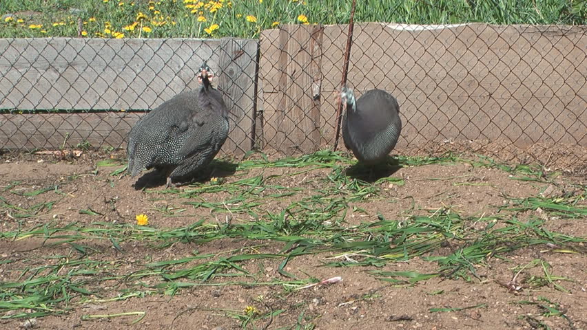 Guinea fowl in an open-air cage.