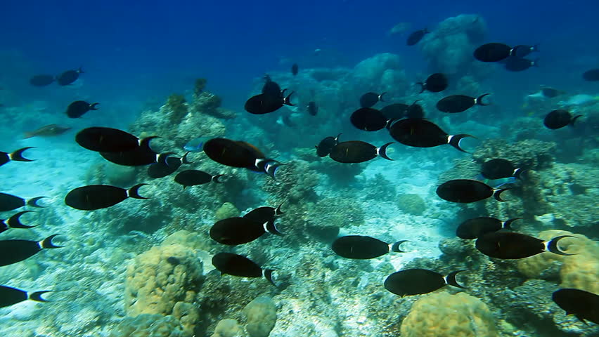 School of fish Surgeonfish and Parrotfish on the coral reef panorama