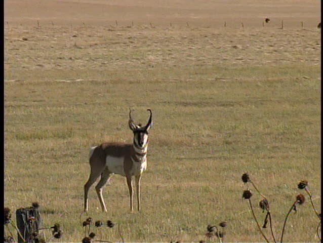A pronghorn antelope buck (male) casts a careful eye towards the camera, then gallops off across a hay field in the afternoon fall sun on a windy day.