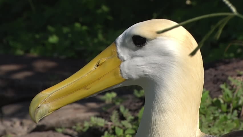 Header of Albatross