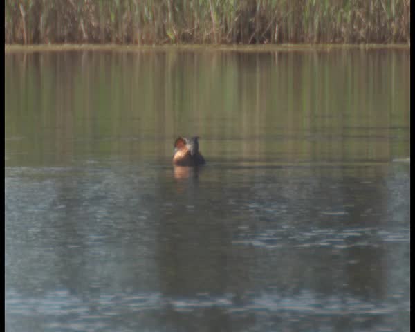 red-necked grebe