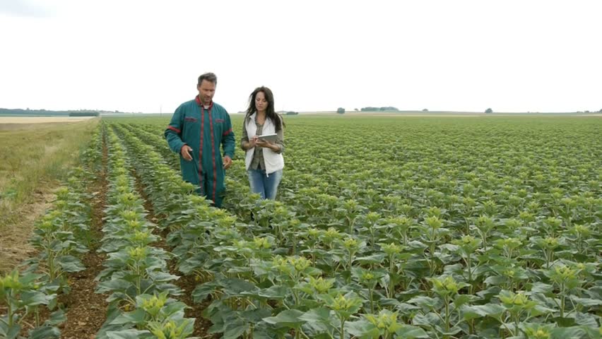 Farmer and researcher analyzing sunflowers plant