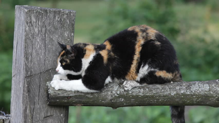 cat scratching wooden post